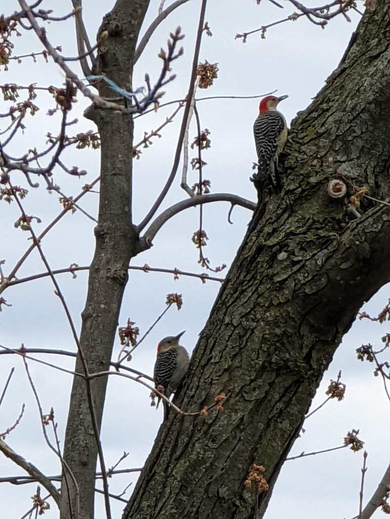 Woodpeckers on the tree